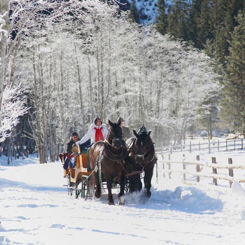 Romantische Pferdeschlittenfahrt durch verschneite Winterlandschaft in Österreich